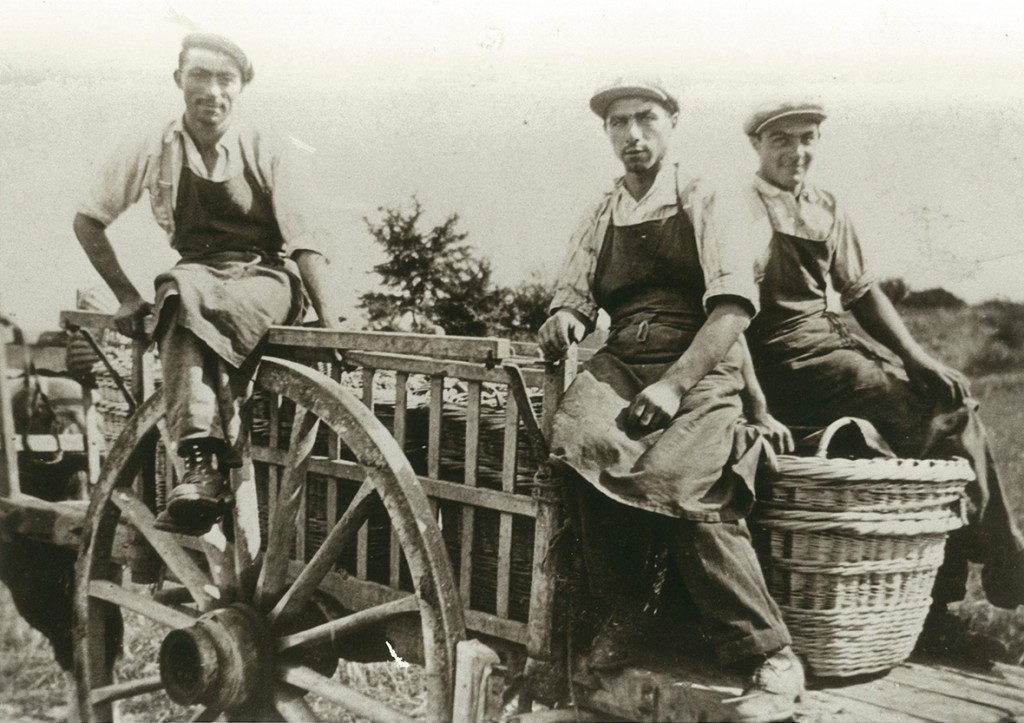 Vendanges (photo d'archive Champagne Beaudouin-Latrompette)