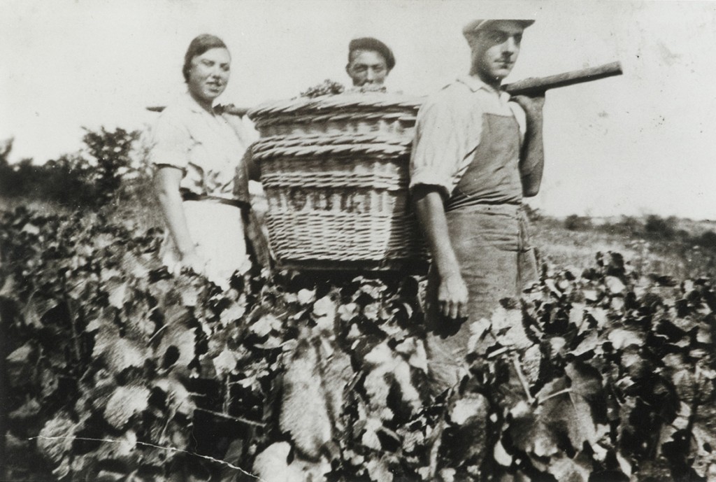 Vendanges (photo d'archive Champagne Beaudouin-Latrompette)